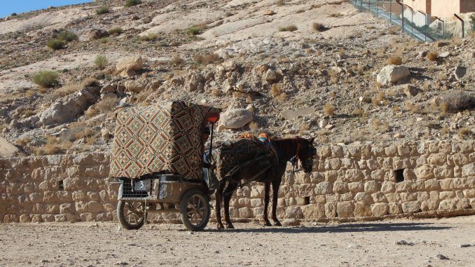 Petra, la ciudad de piedra en Jordania 14 Caballo en Petra.