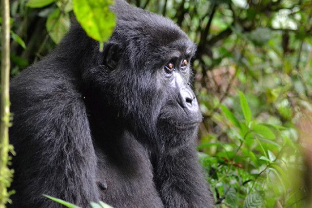 GorilasenUganda